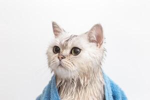 Wet white cat, after bathing, wrapped in a blue towel photo