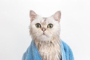 Funny wet white cute cat, after bathing, wrapped in a blue towel photo