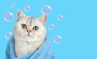 A charming white cat, after bathing, wrapped in a blue towel, on a blue background with soap bubbles photo