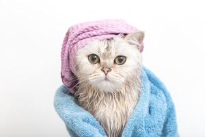 Funny wet white cat, after bathing, wrapped in a blue towel in a violet cap on his head photo