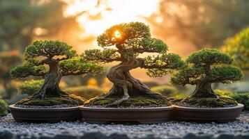 Bonsai trees in a garden at sunset photo