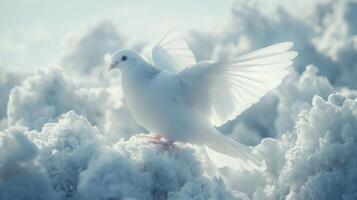 A white dove is sitting on top of a snowy mountain photo