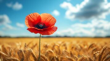 A single red poppy is in the middle of a wheat field photo