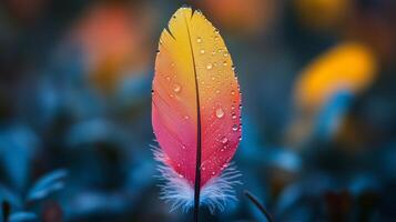 A colorful feather with water droplets on it photo
