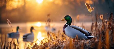 A serene sunset scene featuring mallard ducks near a tranquil waterway, surrounded by tall grasses and warm golden light. photo
