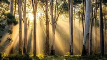 Sunlight streams through tall trees in a serene forest, creating a magical atmosphere with rays illuminating the greenery. photo