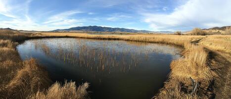 A serene wetland landscape featuring a calm pool surrounded by tall grasses under a clear blue sky with distant mountains. photo