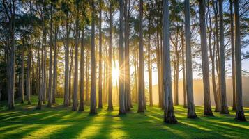 A serene forest scene with tall trees bathed in warm sunlight, casting long shadows on the lush green grass. photo