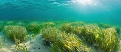 Underwater scene showcasing vibrant seagrass swaying gently in crystal-clear water, illuminated by sunlight filtering from above. photo