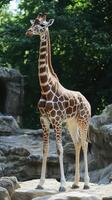 Giraffe standing gracefully among rocks in a natural habitat setting during a sunny day at the zoo photo