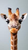Giraffe displays friendly expression in a minimalistic studio setting with a light gray background photo