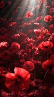 Vibrant red poppy field under gentle sunlight creating a serene atmosphere for relaxation and contemplation photo