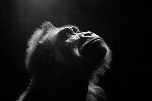 Majestic gorilla looking up in the dark with light beam shining on its face photo