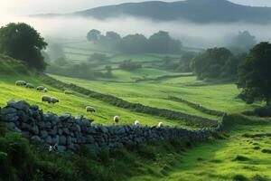 Sheep grazing on green pasture in the mist at dawn in the Burren National Park photo