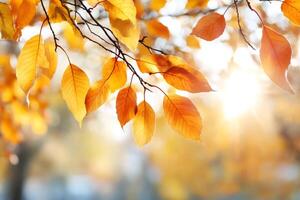 Sunlight filtering through golden autumn leaves on a tree branch photo