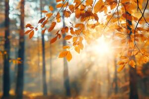 Sun shining through golden autumn leaves in a forest photo