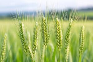 Green wheat growing in a field under a cloudy sky photo