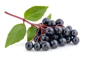 Branch of fresh elderberry with green leaves showing its ripe fruits photo