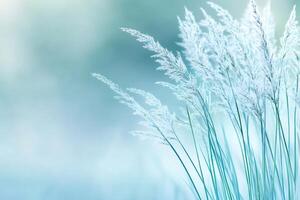 Light blue grass swaying in the wind with blurred background photo