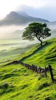 Lonely tree growing on a green hill with stone wall and fog covering the mountain photo
