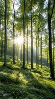 Sunlight shining through trees in green forest photo