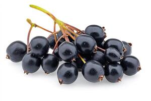 Freshly picked aronia berries showing rich dark color on white background photo