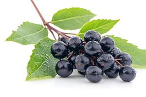 Freshly picked elderberries with leaves resting on white background photo