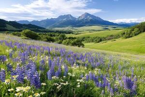 Purple lupins blooming in a field with the Rocky Mountains in the background photo