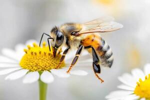 Honey bee collecting pollen from white daisy flower in spring photo