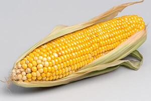 Fresh corn cob emerging from its husk showing ripe kernels on gray background photo