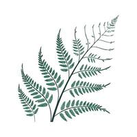 Charming Adiantum Plant Illustration Design vector