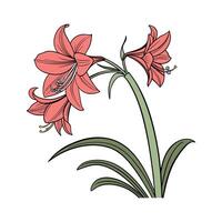 Charming Amaryllis Flower Unique Design vector