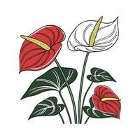Elegant Anthurium Andraeanum Design. vector