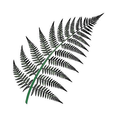 Stunning Birds Nest Fern Illustration Design