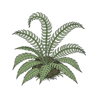 Vibrant Birds Nest Fern Unique Design