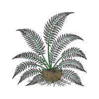 Creative Birds Nest Fern Botanical Illustration vector