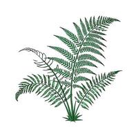 Elegant Birds Nest Fern Unique Plant Design vector