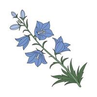 Elegant Blue Delphinium Flower Illustration vector
