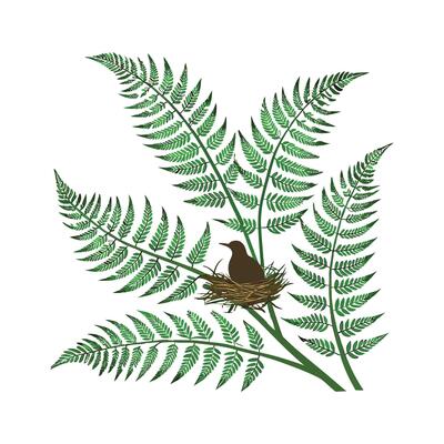 Elegant Birds Nest Fern Unique Design