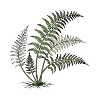 Stylish Boston Fern Botanical Illustration vector