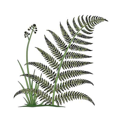 Charming Boston Fern Unique Plant Illustration