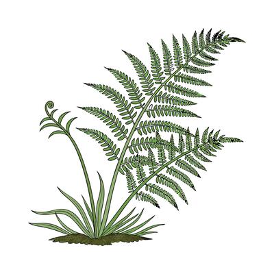 Distinctive Boston Fern Illustration for Decor