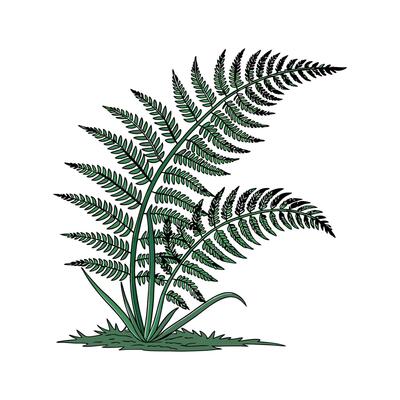 Exquisite Boston Fern Unique Illustration
