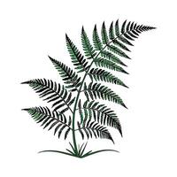 Lovely Boston Fern Unique Botanical Design vector