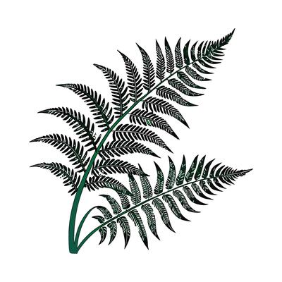 Charming Boston Fern Botanical Design