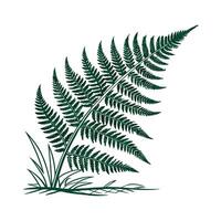 Elegant Boston Fern Unique Design vector