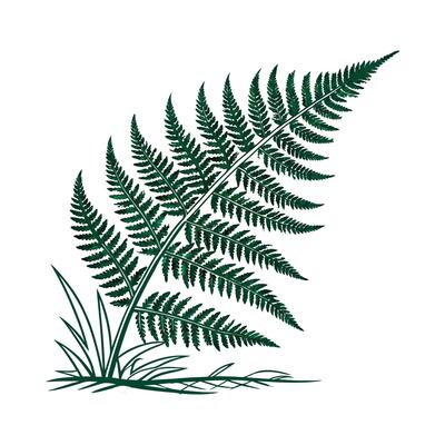 Elegant Boston Fern Unique Design