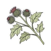 Unique Burdock Plant Illustration Design vector