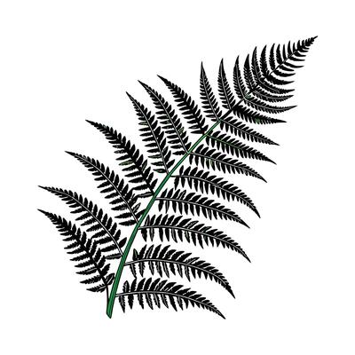 Stylish Boston Fern Unique Botanical Design