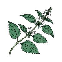 Stylish Catnip Plant Illustration Design vector